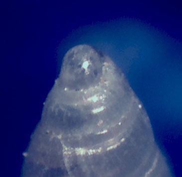 Odostomia da confermare
